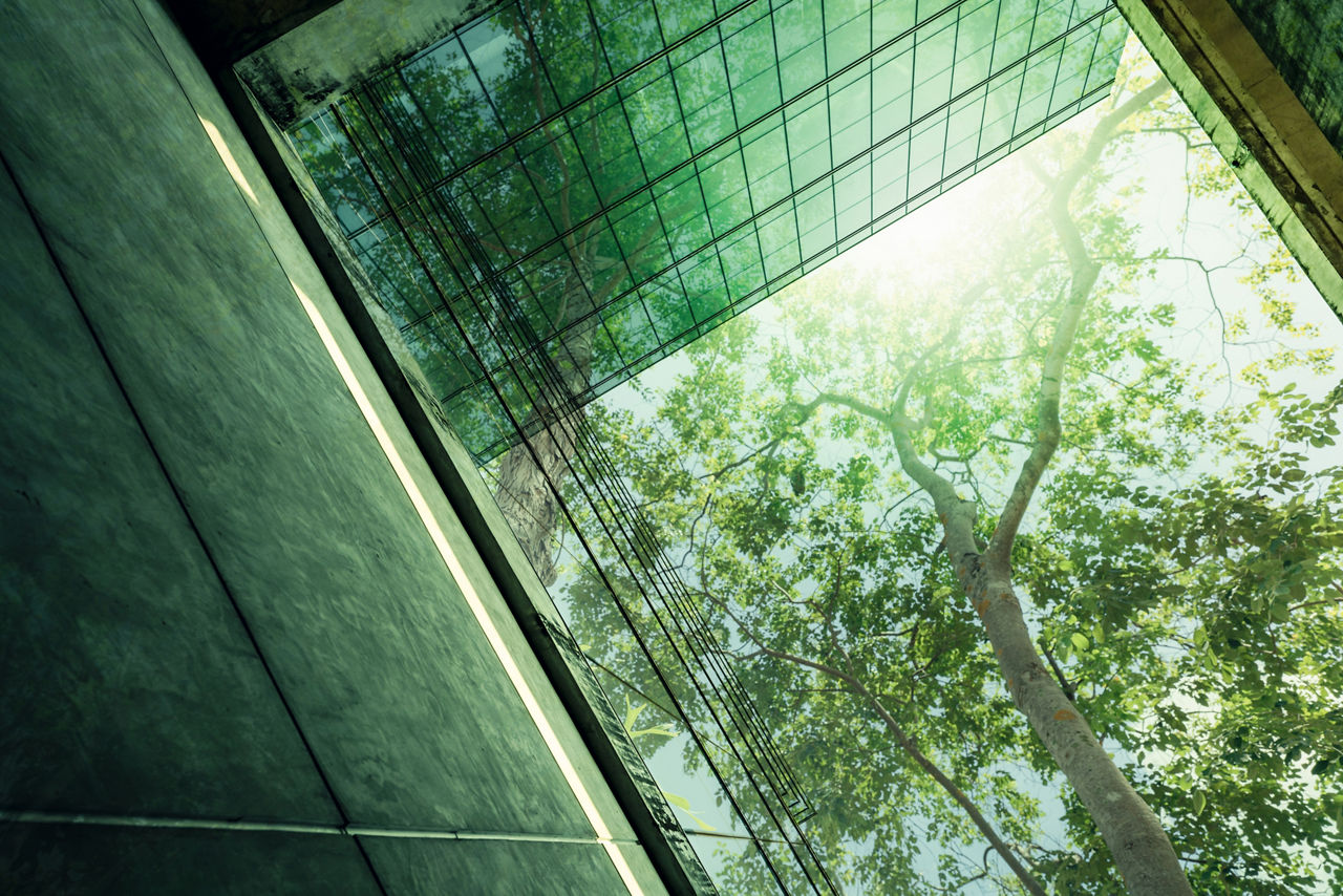 Blick von unten auf einen Baum rund um den Baum ist eine Glasfassade