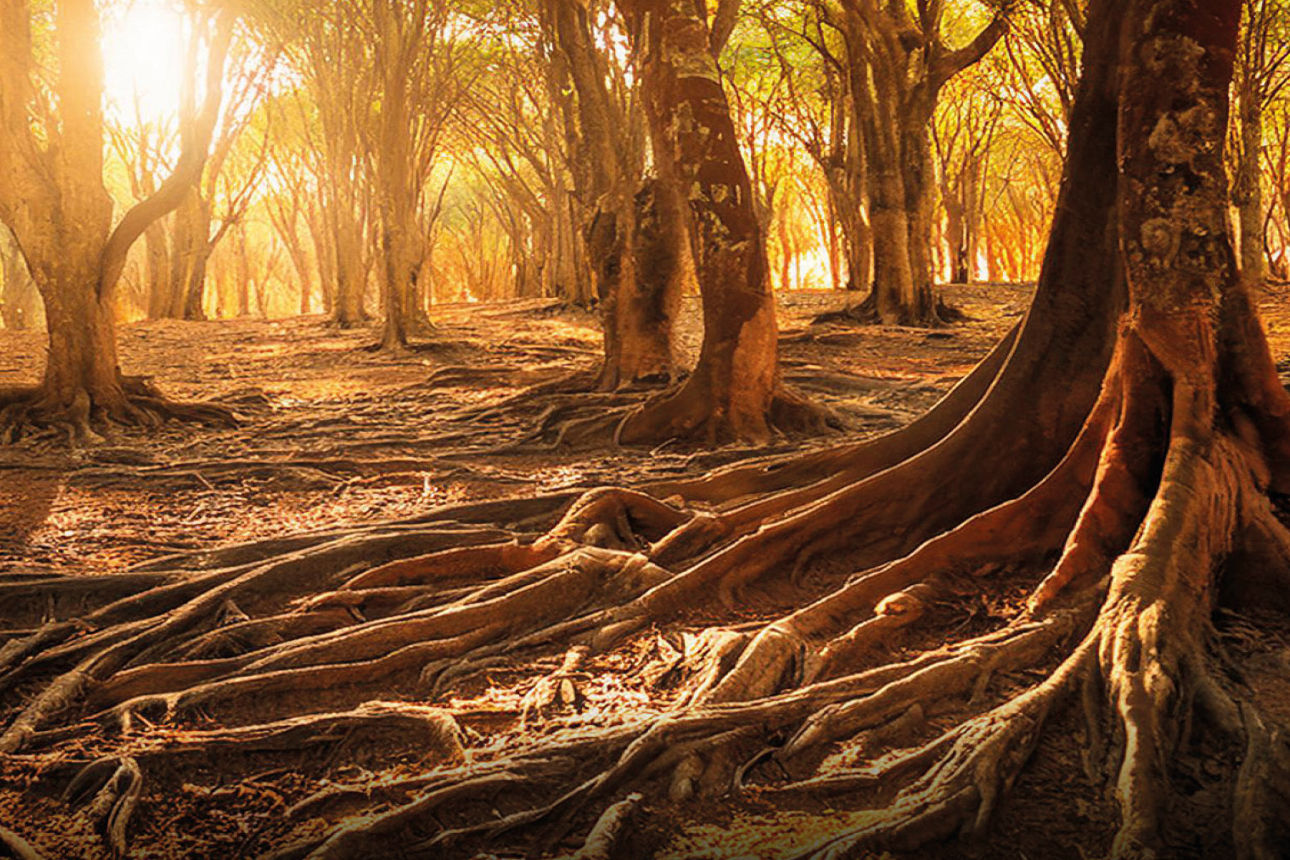 Baum mit Wurzeln in einem Wald