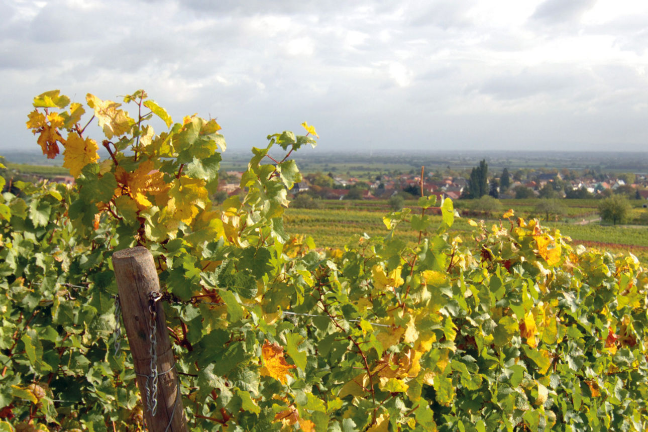 Blick über die Weinberge