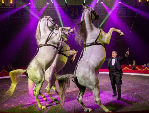 Foto von Elmar Kretz und drei weißen Zirkus-Pferden auf den Hinterläufen stehend