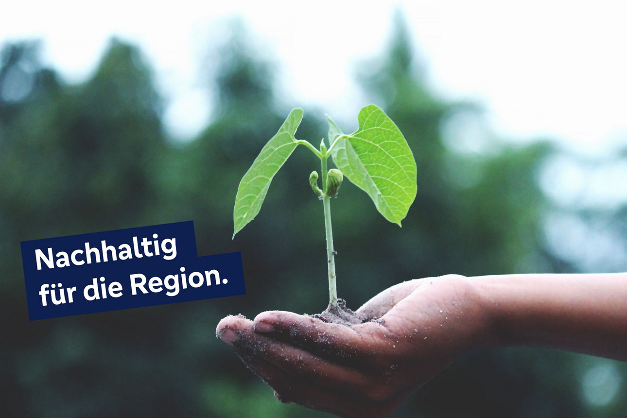 Eine Hand, die eine grüne, wachsende Pflanze in ihrer Handfläche hält