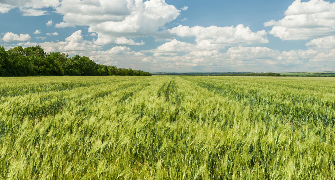 Unsere Erntevermarktung