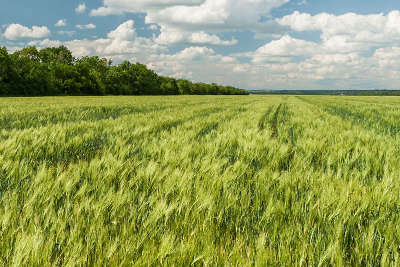 Unsere Erntevermarktung