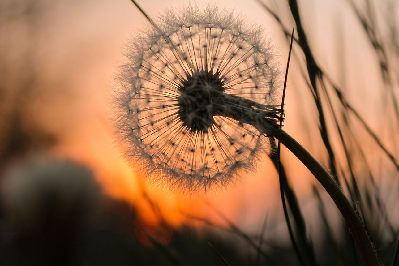 Pusteblume bei Sonnenuntergang