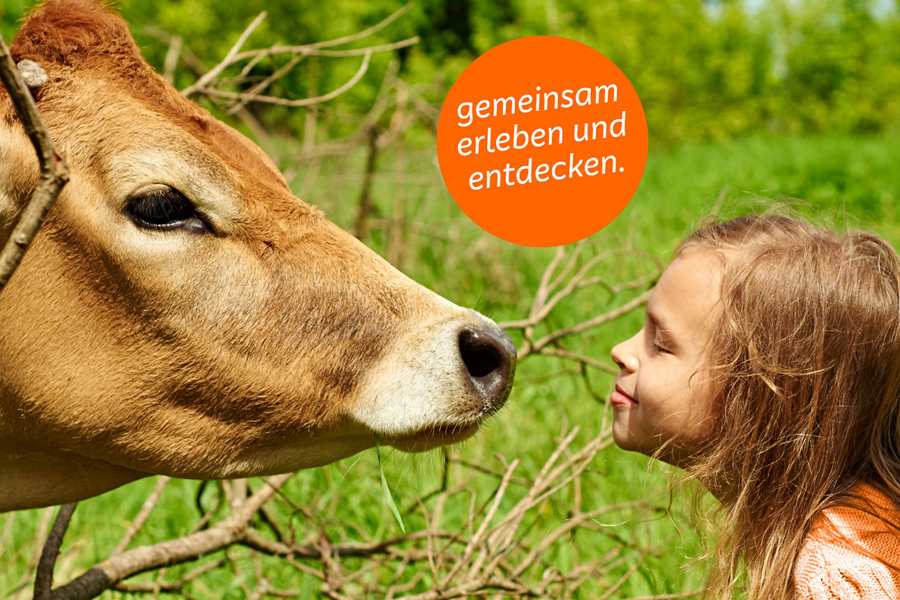 Kuh und junges Mädchen schnuppern aneinander