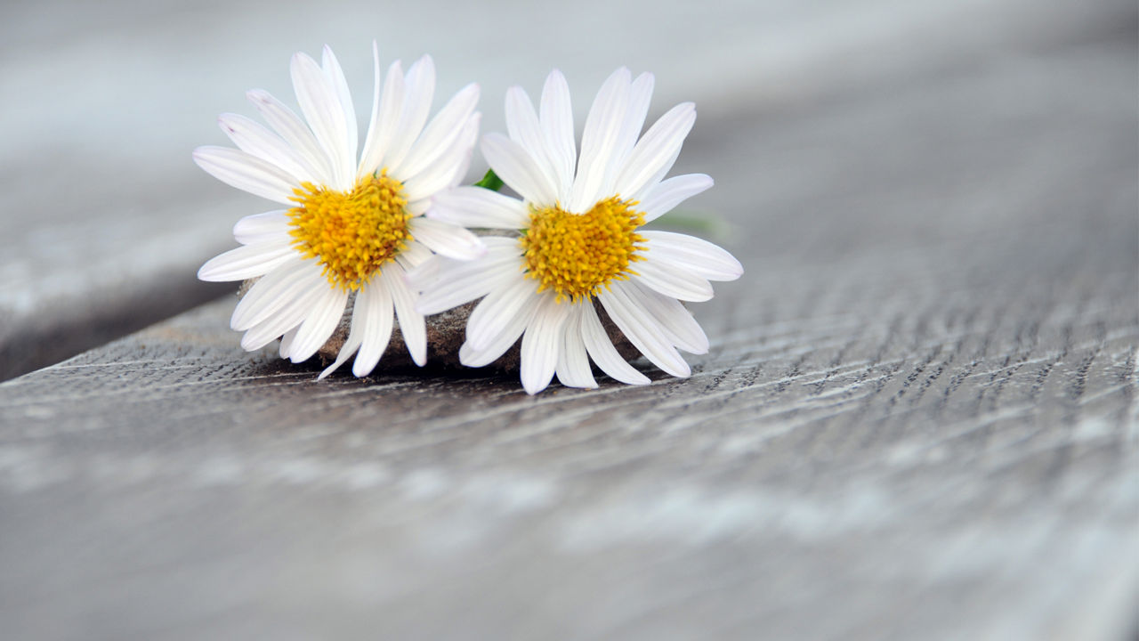 Zwei Margeriten-Blumen auf einem Holzbrett