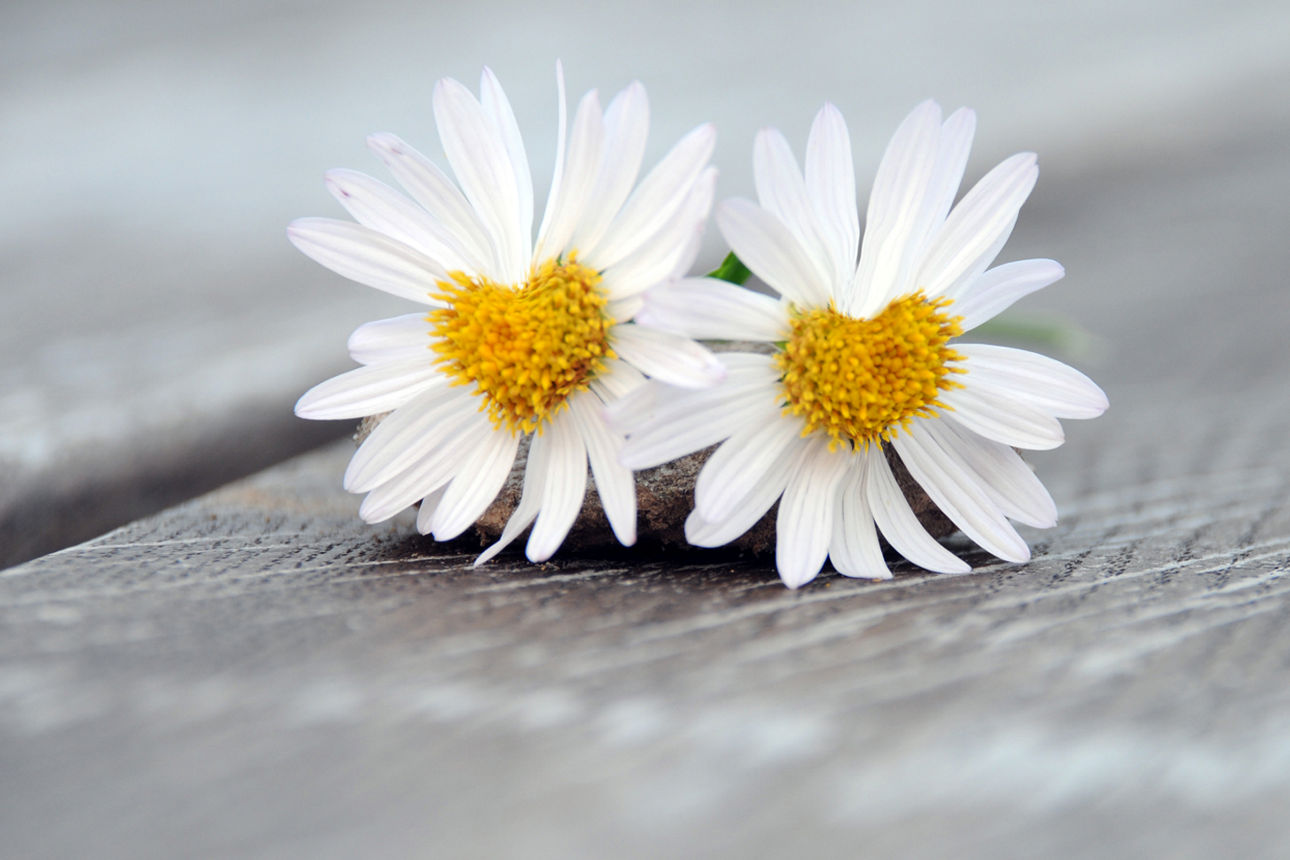 Zwei Margeriten-Blumen auf einem Holzbrett