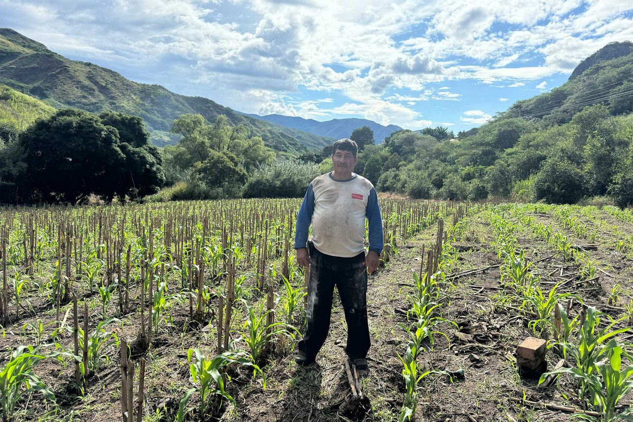 Ein Landwirt aus Ecuador steht auf einem Acker mit jungen Maispflanzen