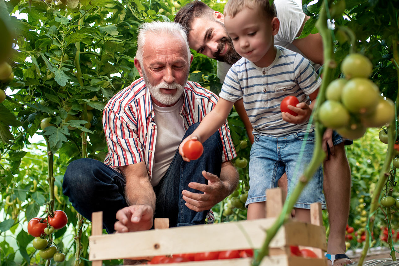 Zwei Männer ernten mit einem kleinen Jungen Tomaten