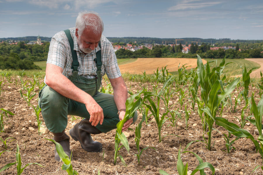 Ein Landwirt kniet besorgt vor seinen Maispflanzen und betrachtet diese
