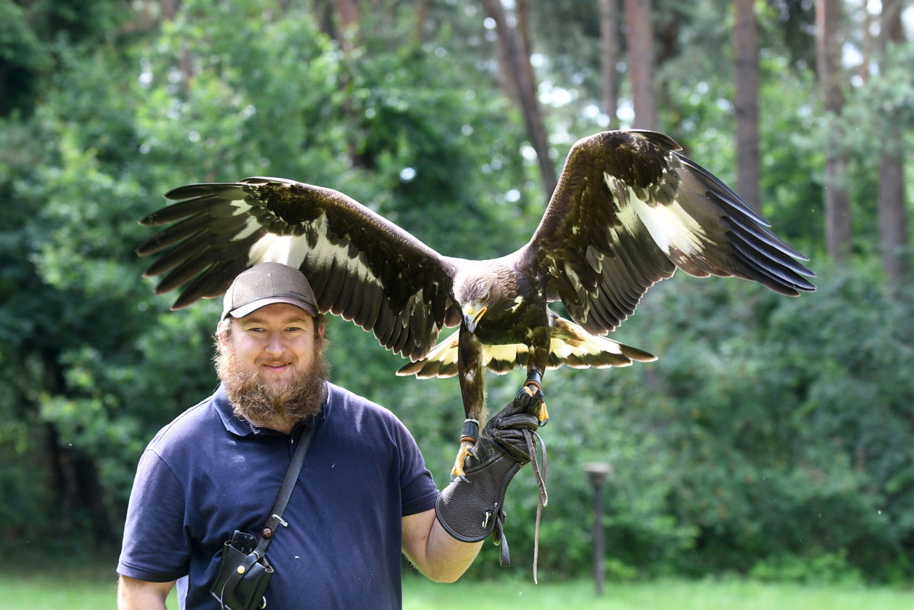 Falkner David Schoenbroich mit einem Steinandler.