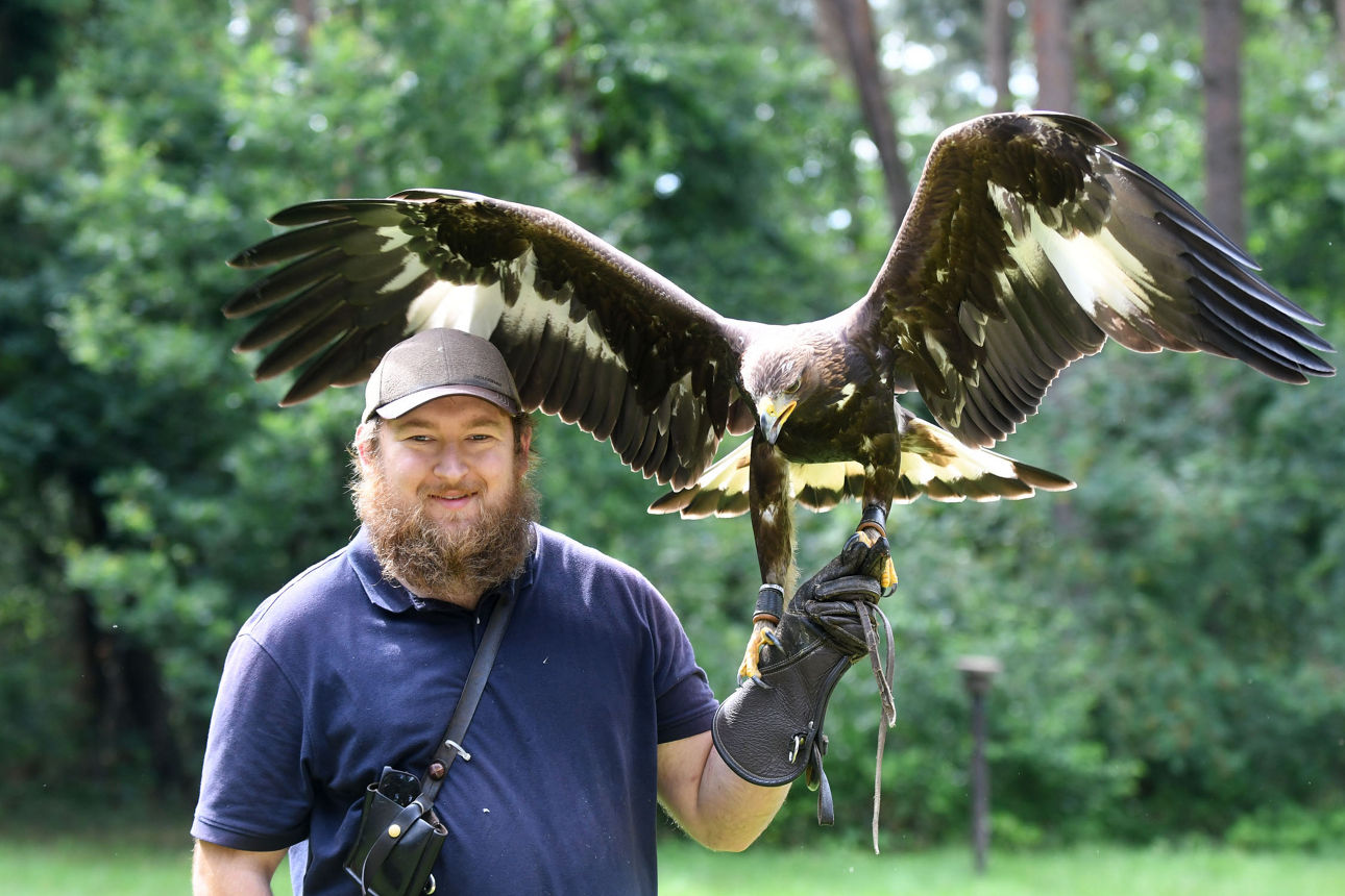 Falkner David Schoenbroich mit einem Steinandler.