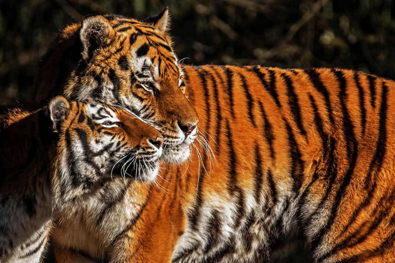 Zwei Tiger stehen nebeneinander und schauen in die Ferne.