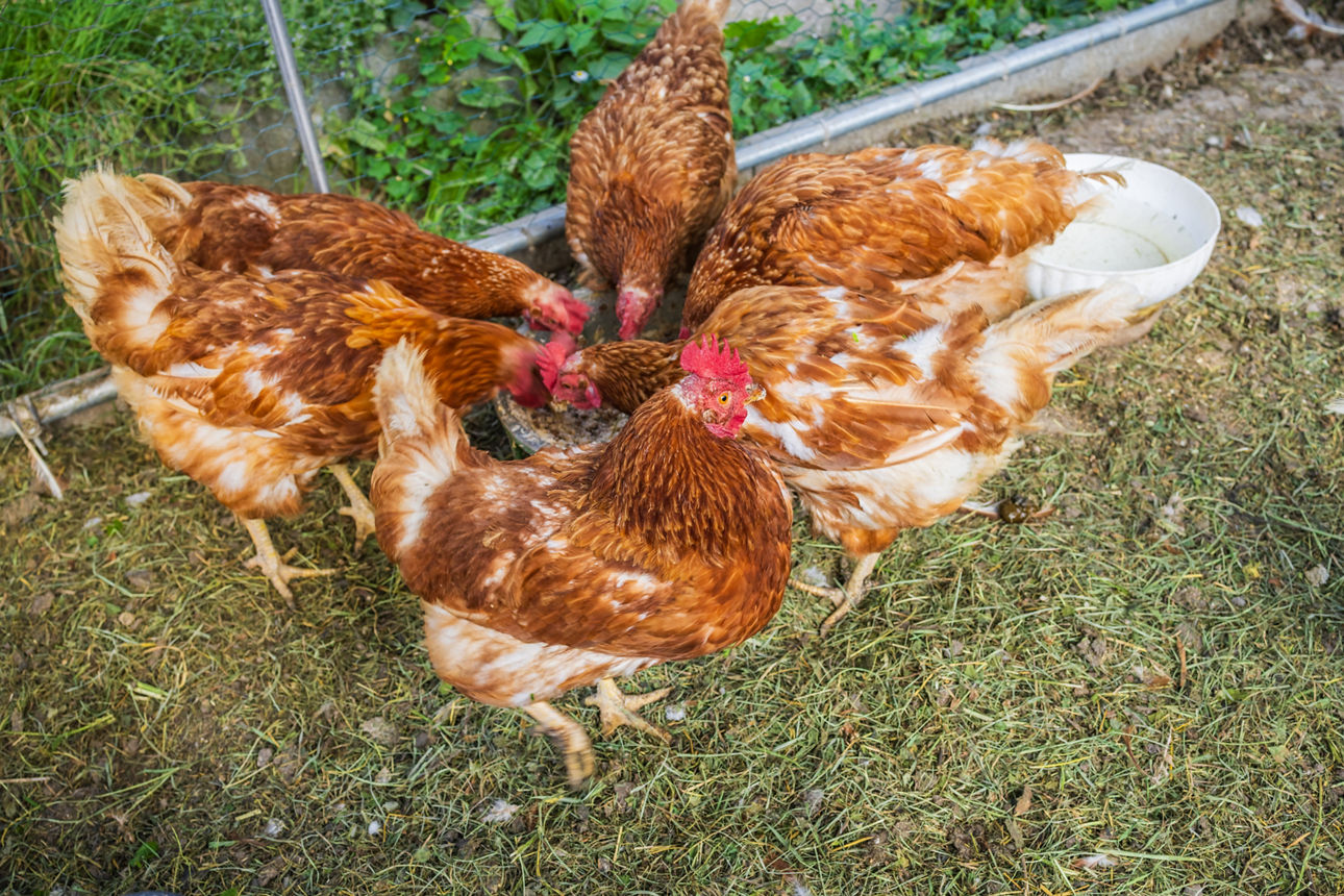 Farmer- und Hobbyfarming Tag, Foto GettyImages 2263281661