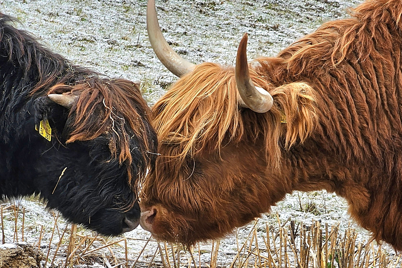 Highlandringer auf der schneebedeckten Weide