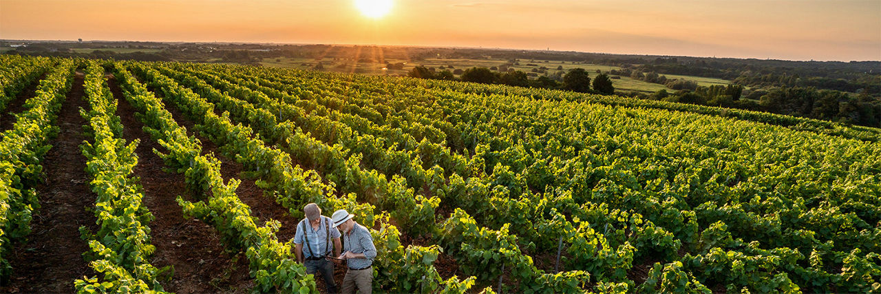 Feld bei Sonnenuntergang