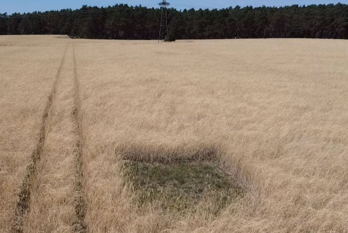 Ein großes Kornfeld mit einer Freifläche mittendrin.