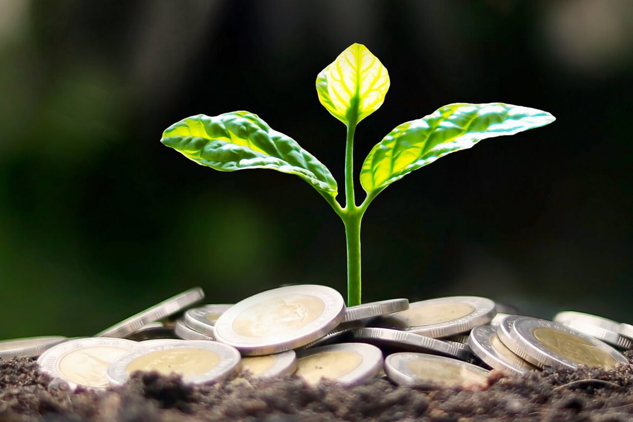 Kleine grüne Pflanze mit Euro München