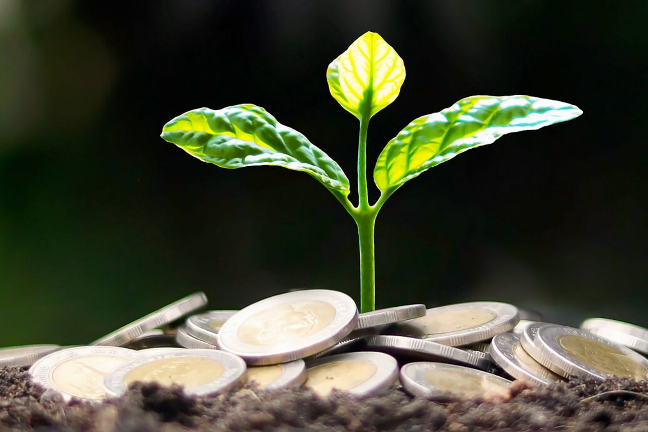 Kleine grüne Pflanze mit Euro München