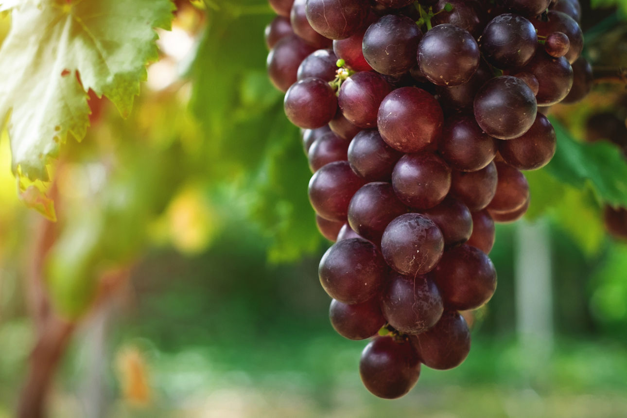Weinreben im Spätsommer