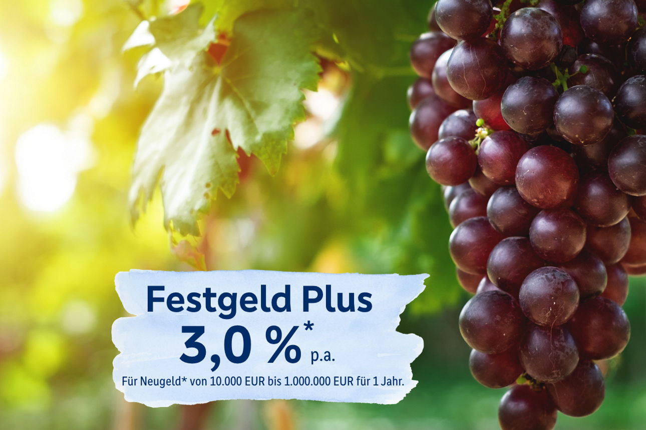Weinreben