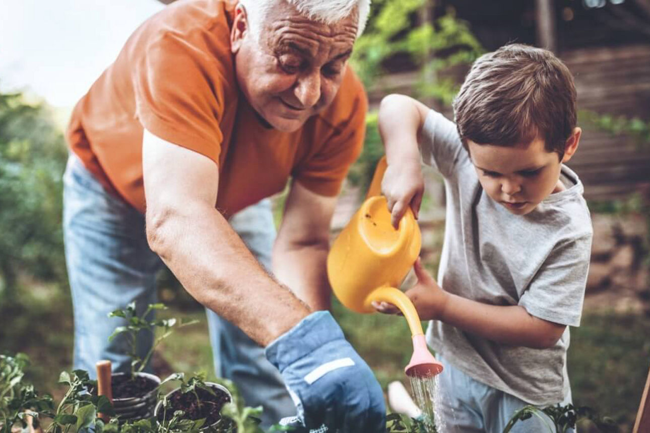 Großvater und Enkel pflanzen zusammen Blumen im Garten ein.