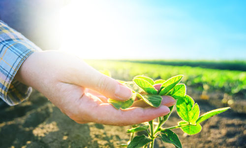 Kleine Pflanze auf Feld wird von Hand leicht bei Sonnenschein angefasst 