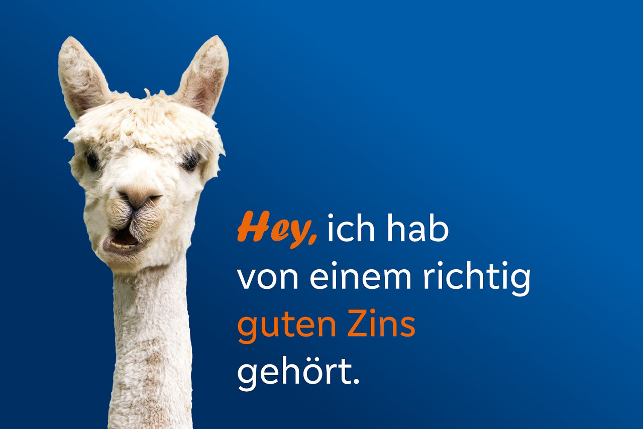 Ein weißes Alpaka vor blauem Hintergrund macht Werbung für Festgeld