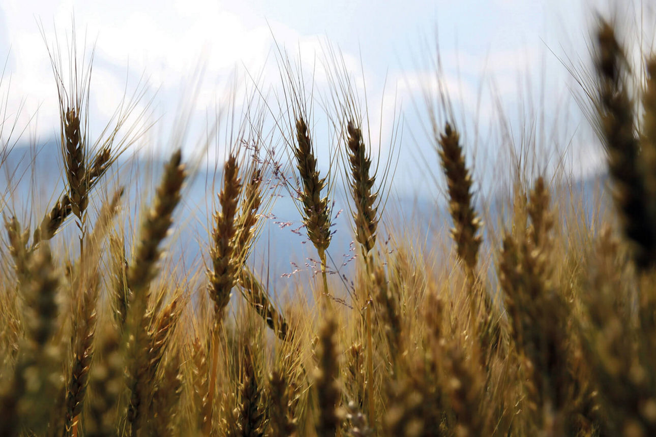 Eine Nahaufnahme von einem Kornfeld