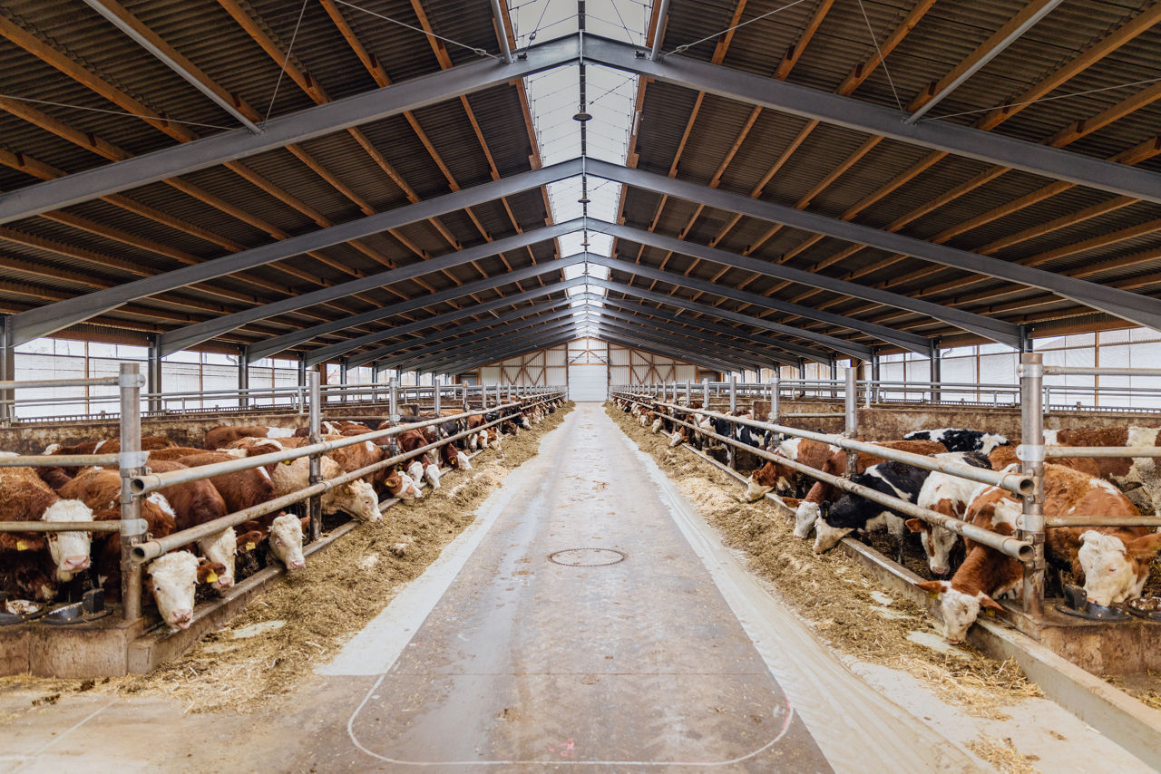 Gesamtansicht eines Tierwohl‑Stalls mit zwei gegenüberliegenden Futterbereichen und einem zentralen Laufgang. Die offene Stallbauweise ermöglicht natürliche Belüftung sowie eine gleichmäßige Lichtführung im Innenbereich des Stalls.