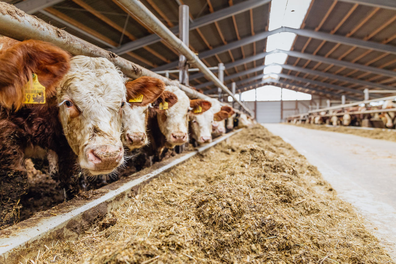 Reihe von Rindern am Futtertisch eines modernen Tierwohl‑Stalls, aufgenommen entlang der Fressgitterkonstruktion. Sichtbar sind Strohhaltung, natürliche Belichtung sowie die offene Stallstruktur im Fütterungsbereich
