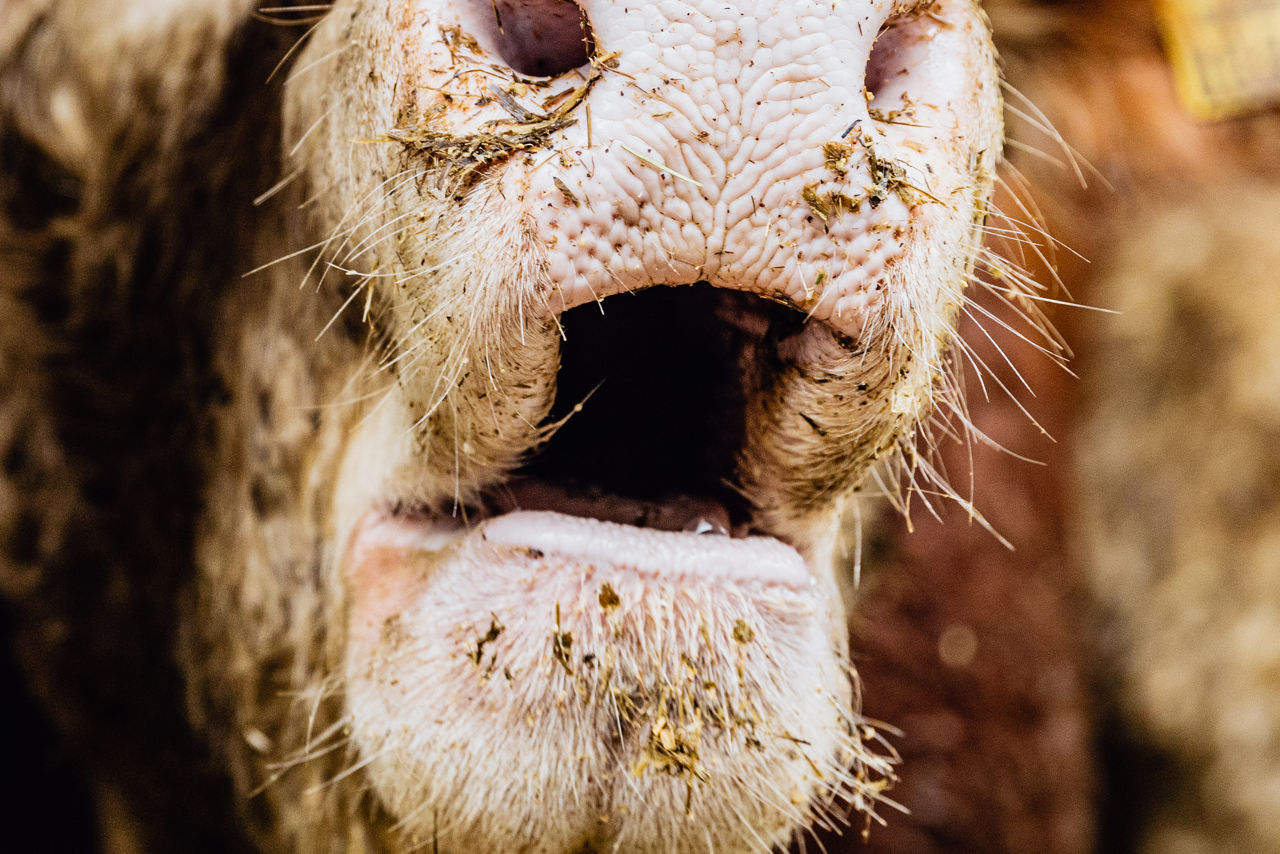 Detailaufnahme der Schnauzenpartie eines Rindes, mit Fokus auf Fellstruktur, Haut und Futterresten als Teil der Tiernahaufnahme im Tierwohl‑Stall
