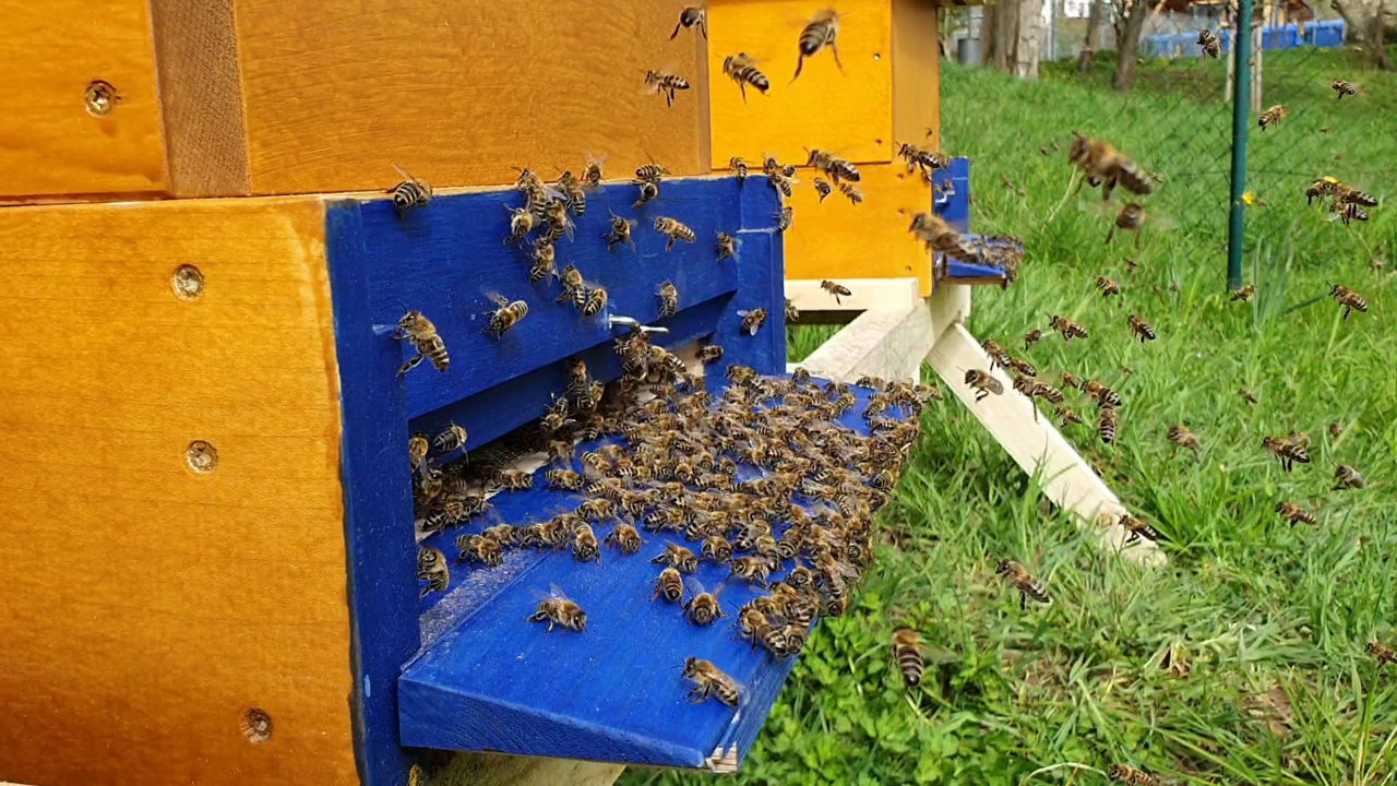 Flugloch der Bienen