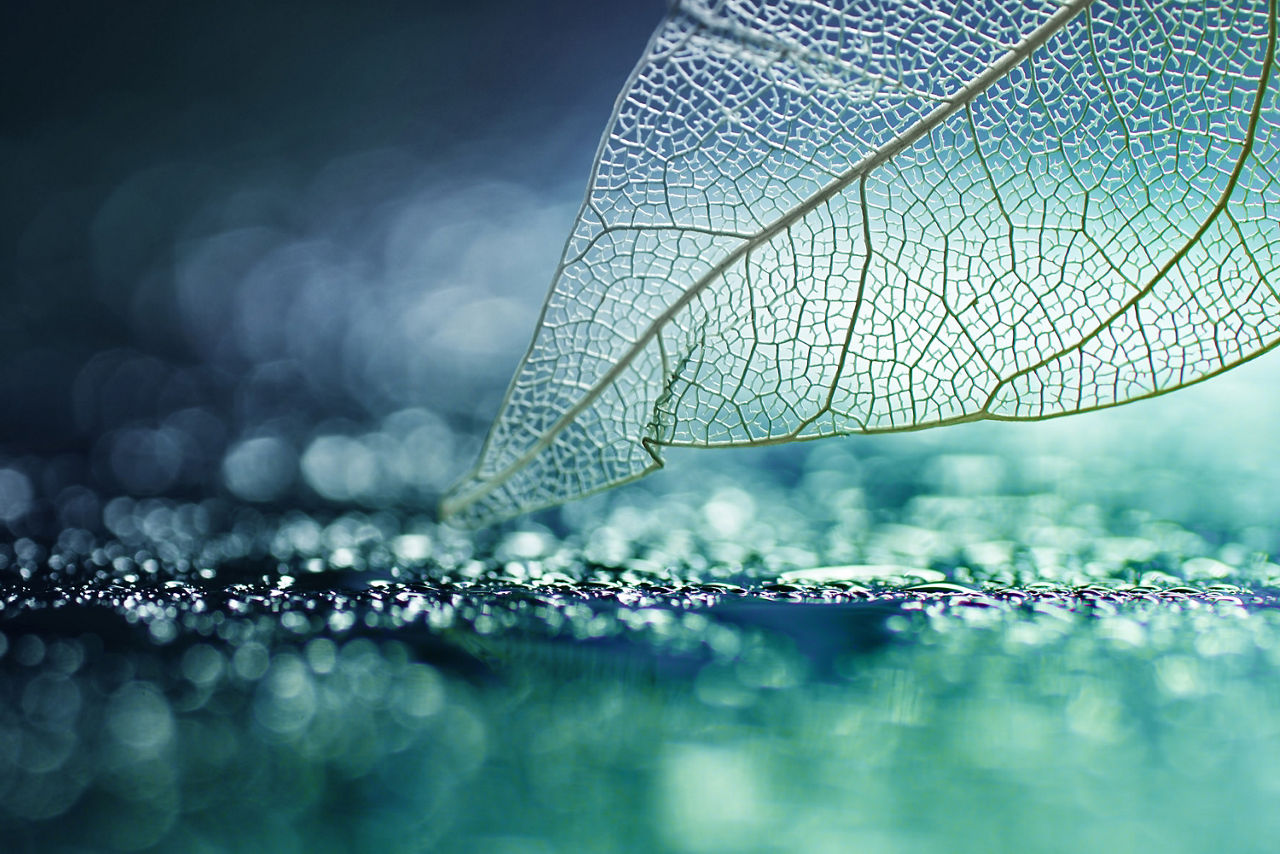 Abbillung eines transparenten Blattes