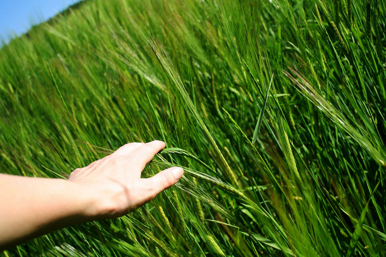 Ausgestreckte Hand, die durch grünes Feld fährt