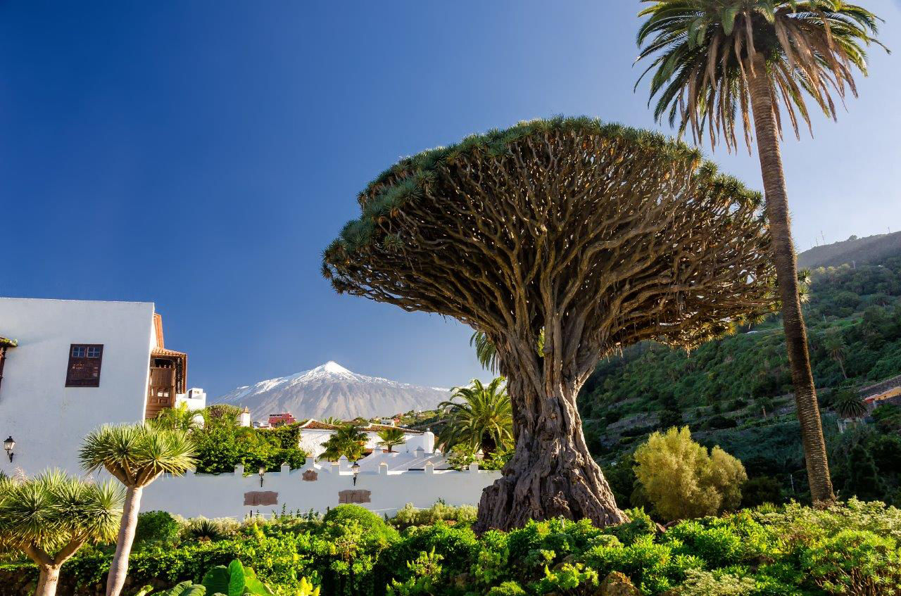Teneriffa: Palmen
