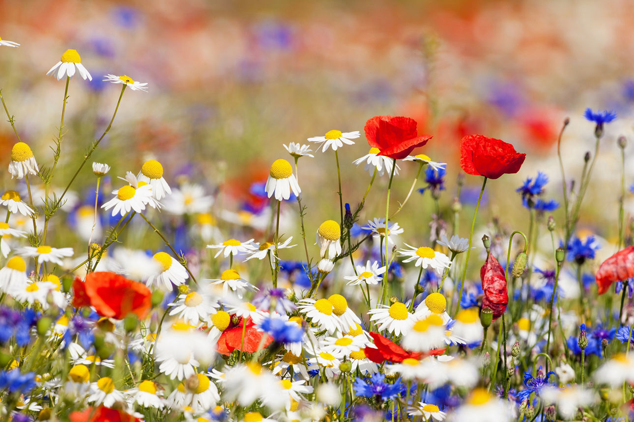 Frühling Wildblumen