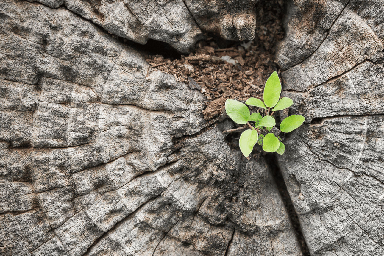 Baumstumpf aus dem eine Planze wächst