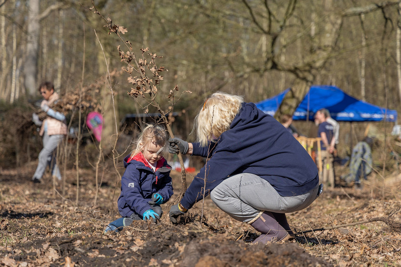 Oma und Enkelin pflanzen gemeinsam junge Bäume auf einer bewaldeten Fläche. Beide knien am Boden und arbeiten mit Handschuhen im Erdreich. Im Hintergrund stehen weitere Menschen verteilt im Wald sowie ein blauer Pavillon. Die Szene zeigt eine gemeinschaftliche Pflanzaktion bei sonnigem Wetter.Aufgenommen im Rahmen der Baumpflanzung der Volksbank Ruhr Mitte am 18.03.2026