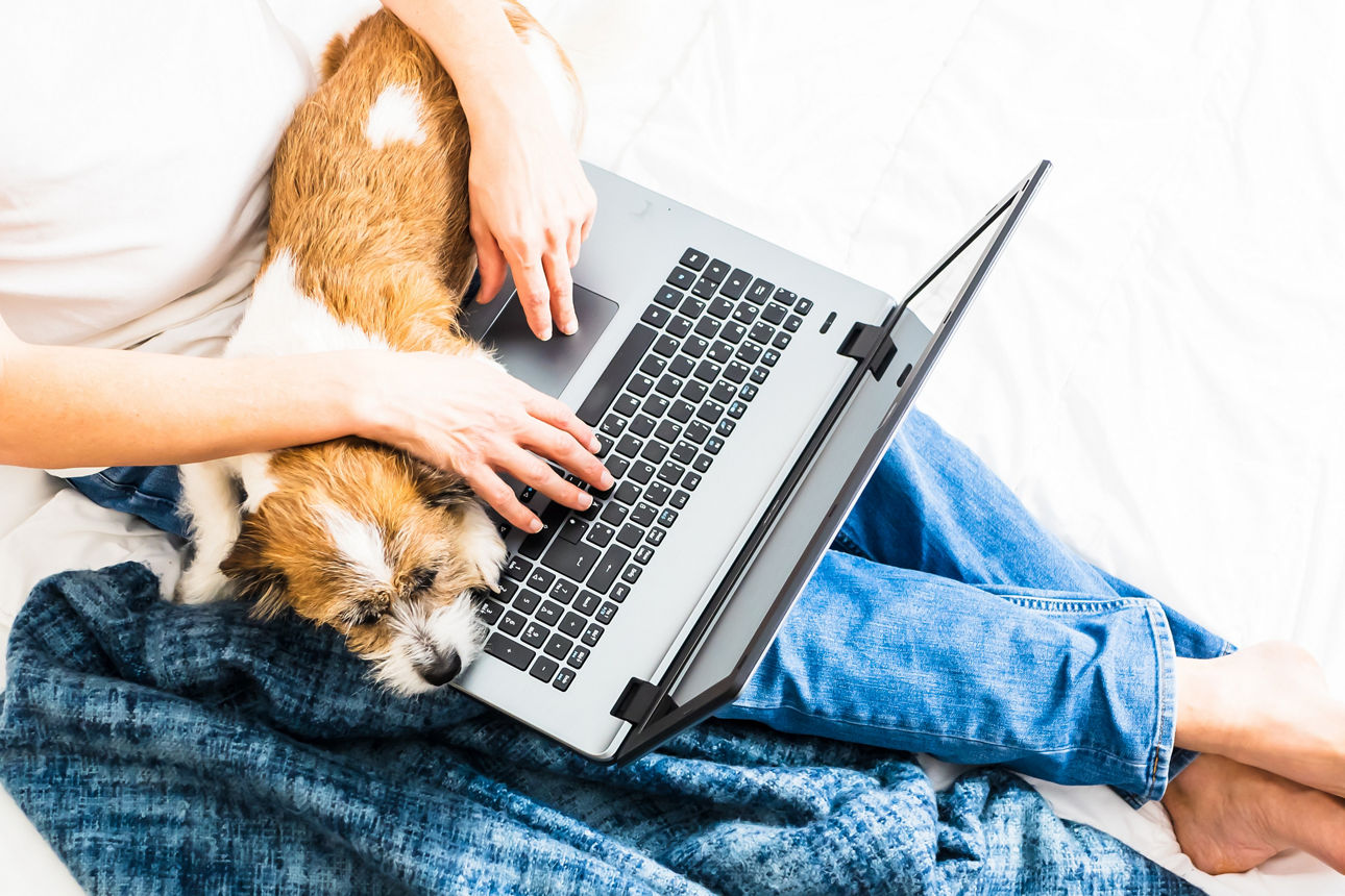 Person arbeitet auf einem Laptop im Bett, neben ihr liegt ein kleiner Hund auf der Decke