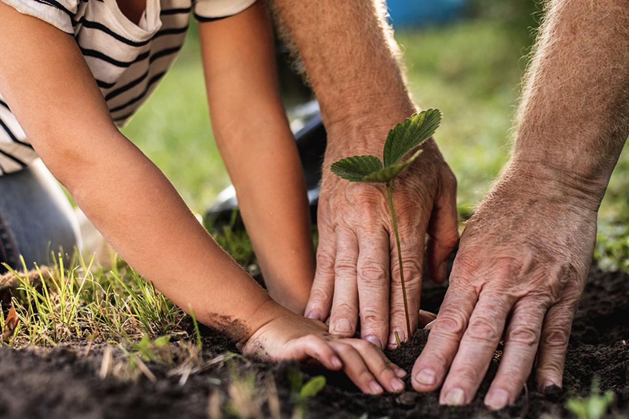 Kind und älterer Mensch pflanzen einen Baum