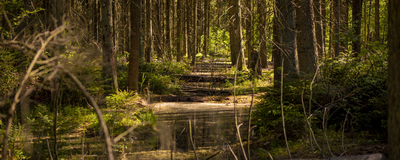  Moorlandschaft süflich von Bad Dürrheim