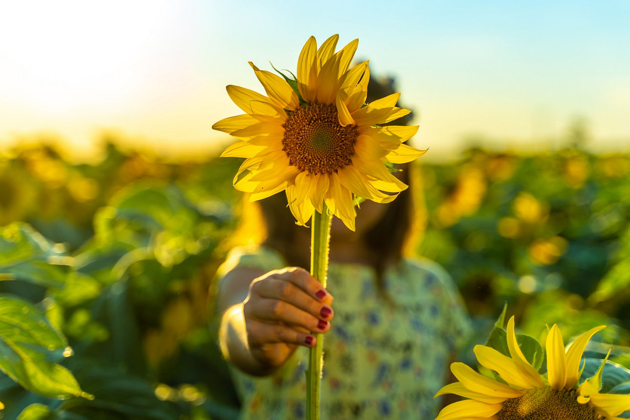 Kind in einem gelben Garten voller Sonnenblumen