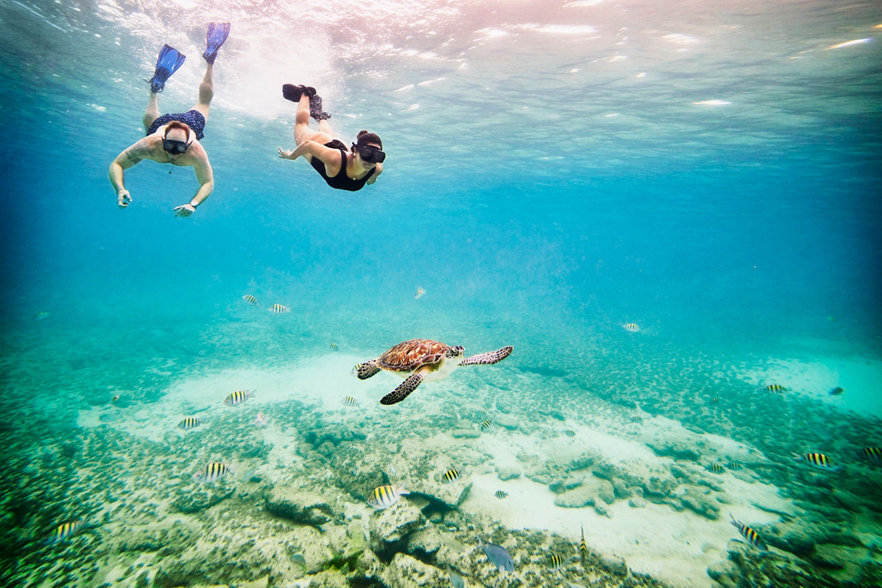 Schildkröte und Menschen unter Wasser
