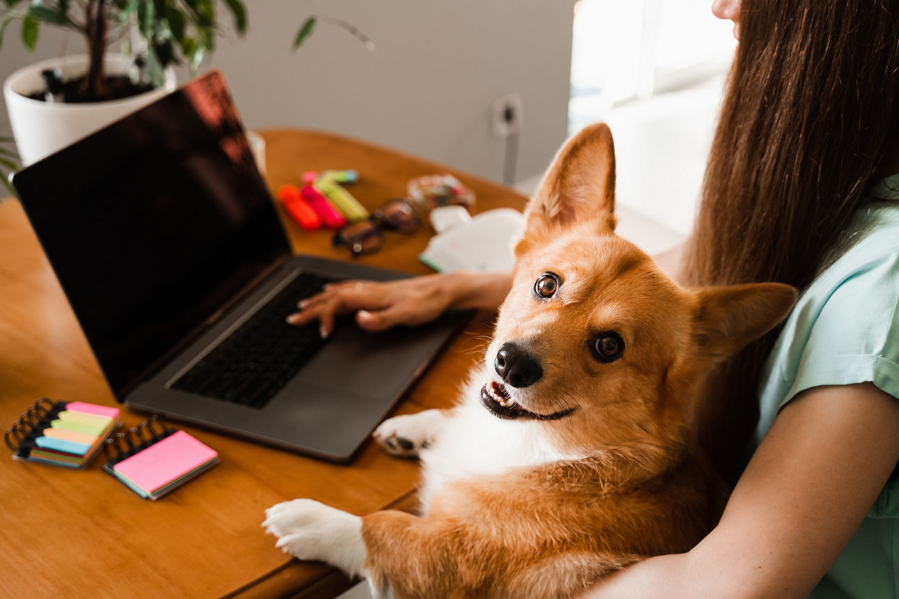 Junge Frau mit Corgi-Hund, die am Laptop arbeitet
