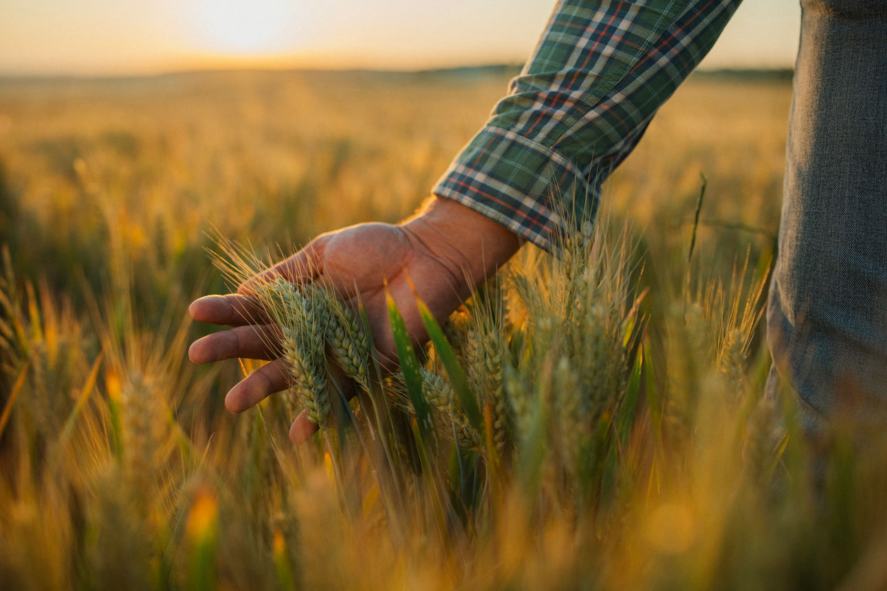 Close up of male hand examining growth quality of wheat in agriculture field at sunset.