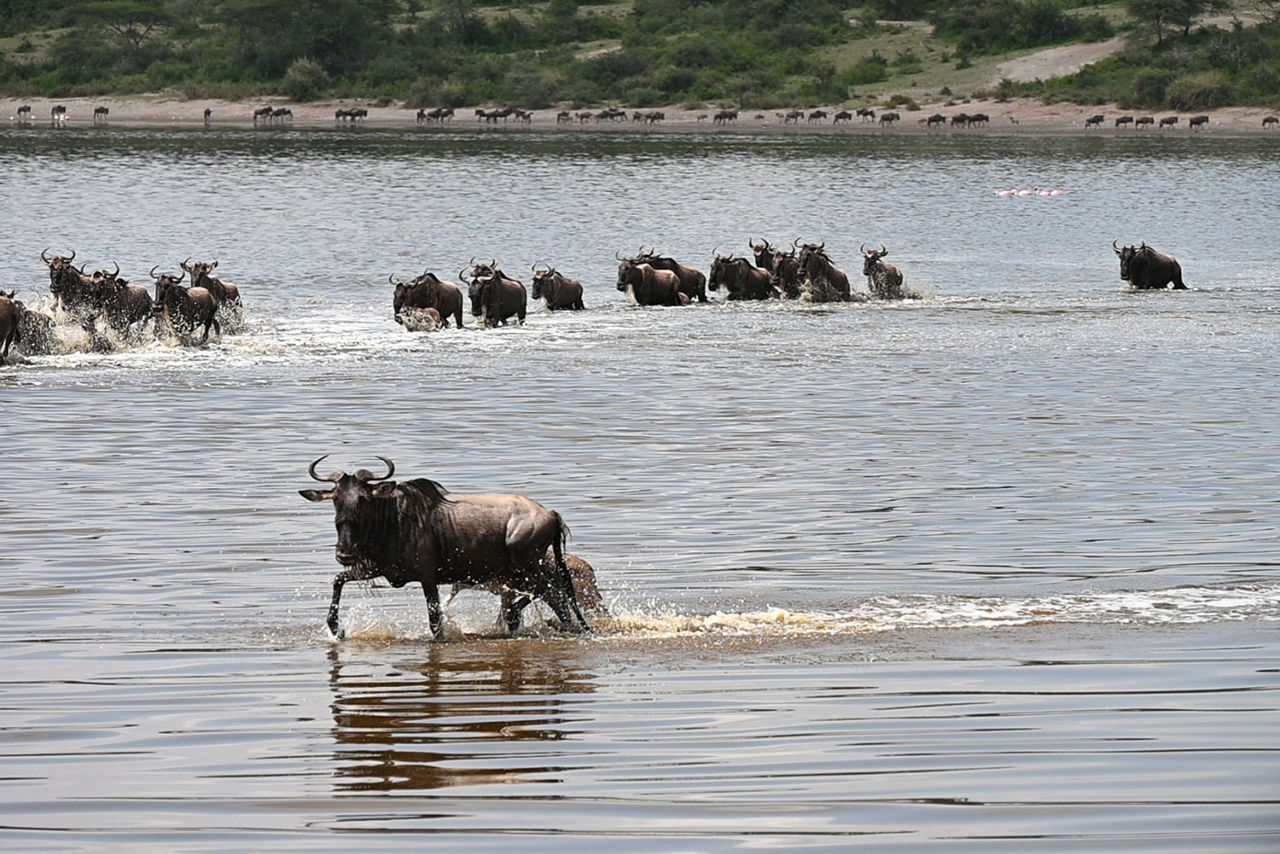 Gnu-Herde durchquert einen Fluss in der Serengeti 
