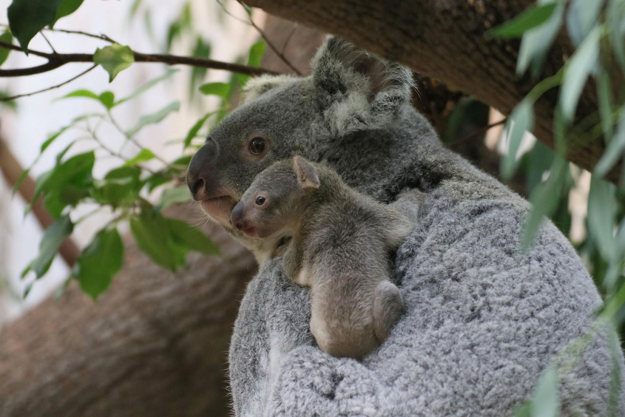 Zwei Koalas auf einem Baum