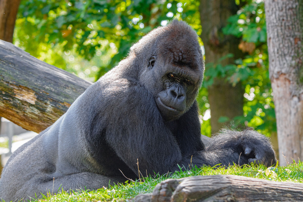 Ein Gorilla sitzt auf einer Wiese