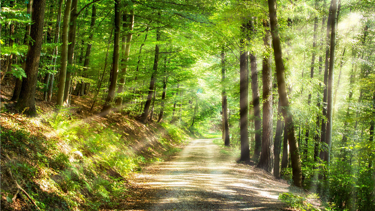 Waldweg im Sommer, die Sonnenstrahlen fallen durch die Blätter und beleuchten den Weg.